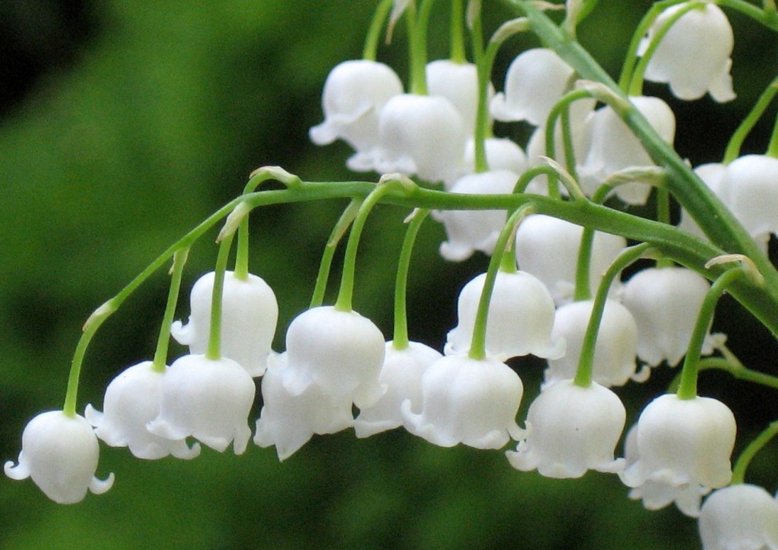 muguet 003.jpg